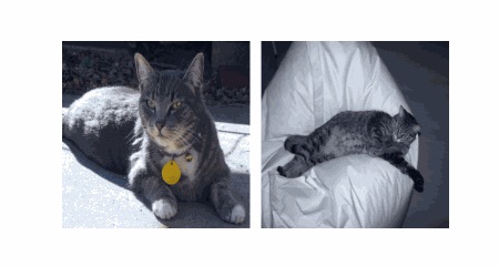 Qualitative Result GIF 4